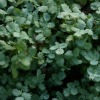 Acaena caesiiglauca - abriachan nurseries